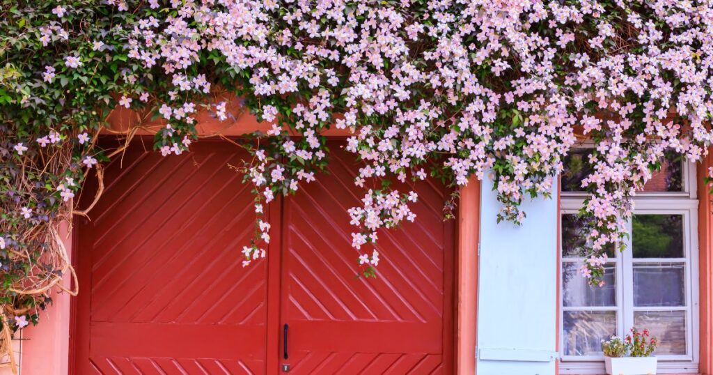 Rze bloeiende clematis op gevel van woning